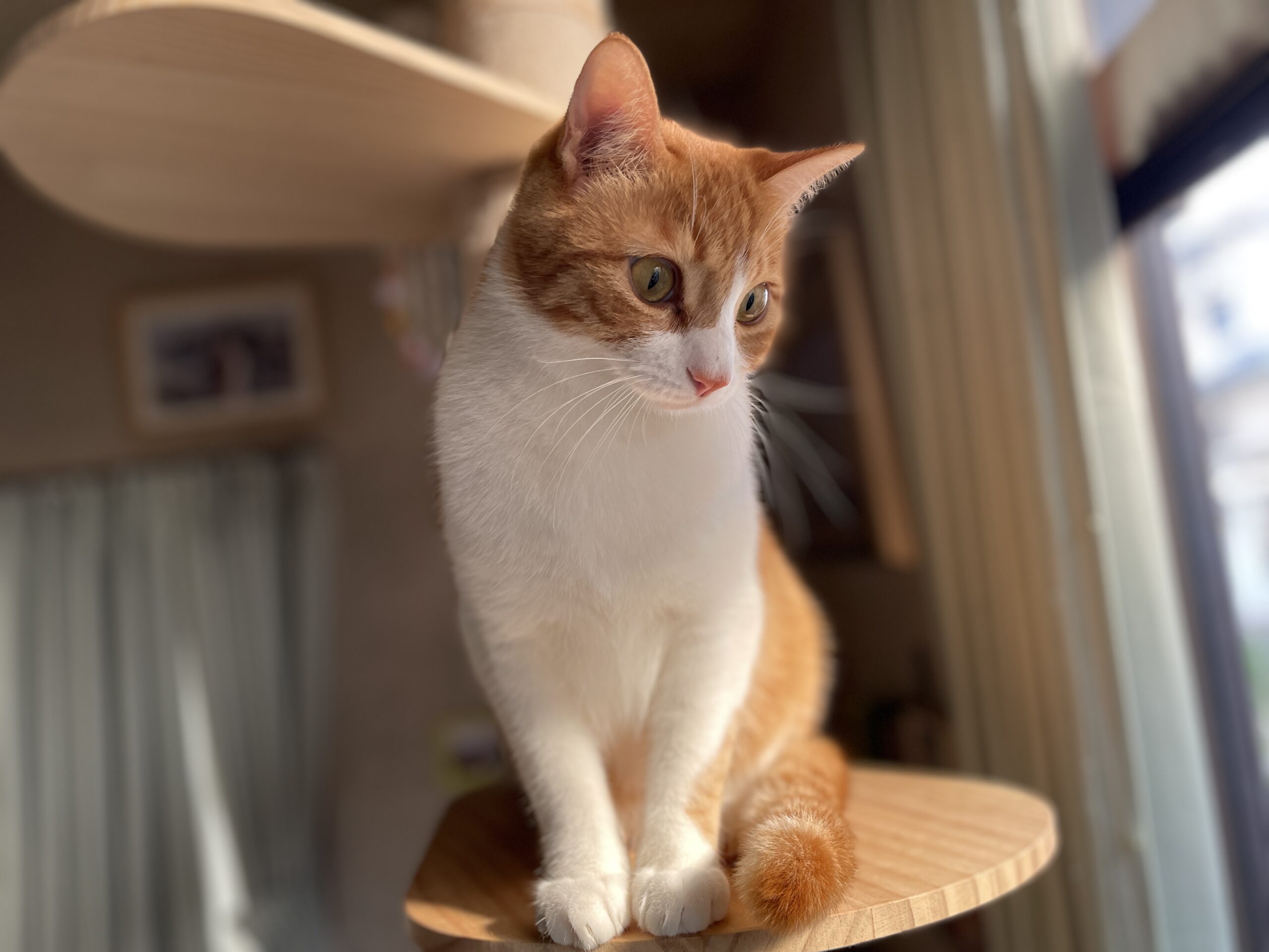 ねこと暮らすための、お金を考える。