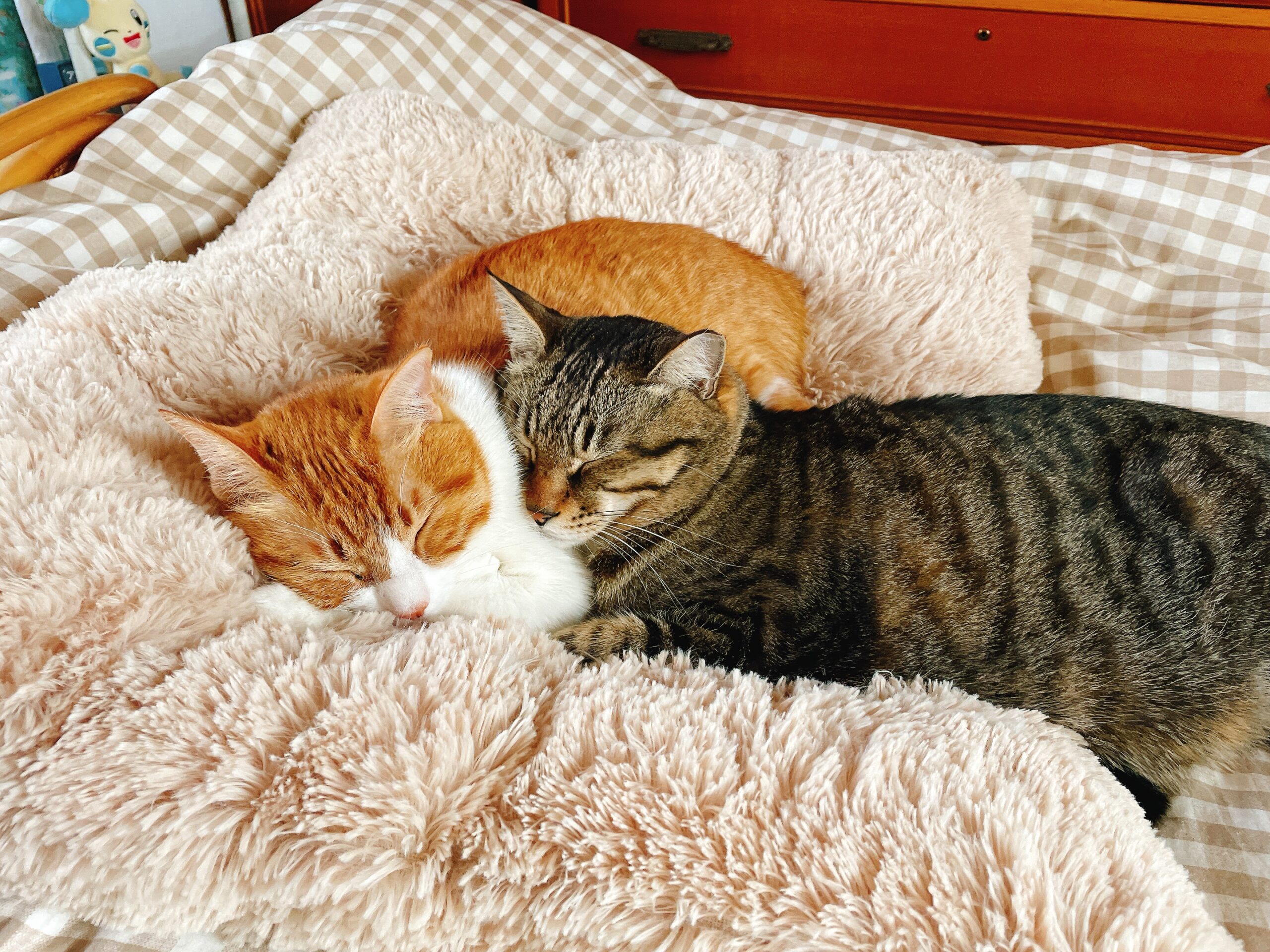 目指す、ねことの穏やかな暮らし