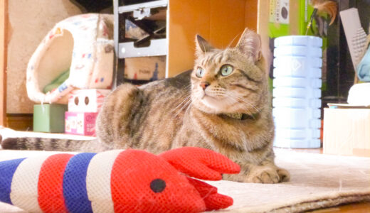 まとめ買いをしたい猫用品お買いものリスト